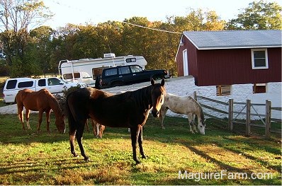 Four horses are grazing in a front yard next to a white camper, a white Toyota pick-up truck and a black Toyota Land Cruiser. The vehicles are parked in front of a red barn. One of the horses is looking towards the camera.