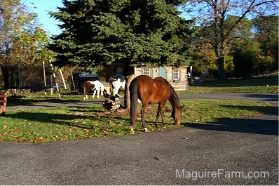 Three horses in a front yard. There are two horses grazing in front of a trampoline and next to a wooden shed and one horse grazing in a small island area in a wrap around driveway