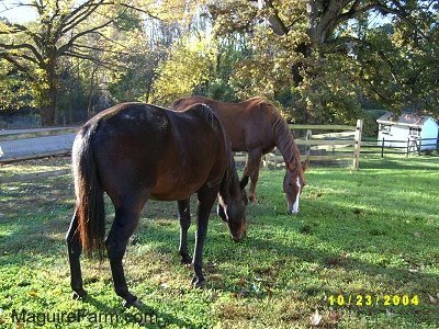 Two horses are grazing in a yard and there is a wooden split rail fence, an old spring house, a 300 year old white oak tree and a white pool shed behind them