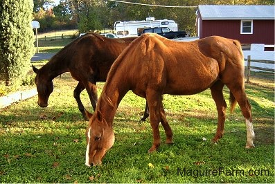 Two Horses are grazing in a yard with a red barn, black Toyota Land Cruiser, a white RV camper and a Toyota pick-up truck behind them.