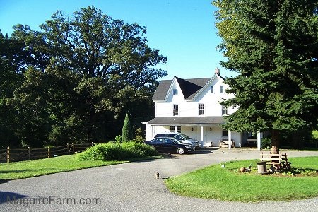 The side view of a white farm house with 2 cars in front of it. There is a cat walking across a blacktop driveway turn around
