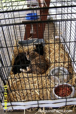 Two adult cats on top of tan hay in a dog crate snuggled up with a litter of kittens on a stone porch of a white farm house.