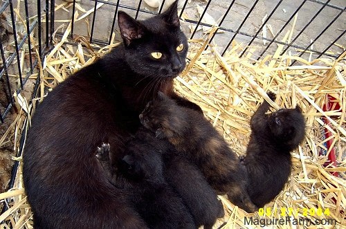 A black cat laying on top of hay inside of a dog crate nursing her litter of kittens. One kitten is playing with the hay. The rest are eating.