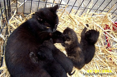 A black cat laying on top of hay inside of a dog crate nursing her litter of kittens. One kitten is playing with the hay and a second kitten is sitting next to the playing kitten. The rest are eating.