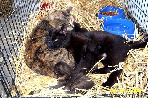 Two adult cats inside of a dog crate on top of hay snuggling up with a litter of kittens. The black cat is nursing one of the kittens. There are two blue plastic dishes behind them, one with water and one with food.