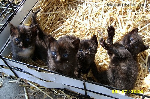 A litter of 4 black kittens on top of hay in a dog crate.