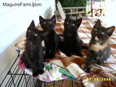 A litter of four kittens, three black and one calico, on top of a dog crate that has blankets on top of it. One blanket is brown and white and the other is a barney the purple dinosaur blanket.