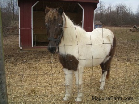 A brown and white paint pony is standing behind a fence and chewing on hay with a red lean-to shelter behind her.