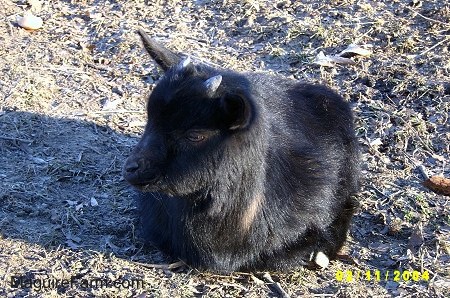 A black baby kid goat is laying outside in a field