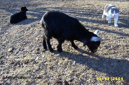 A black kid goat is eating a carrot on the groundd. Another black kid goat is laying down in the background. A white and gray cat is walking over to see what the goat is eating