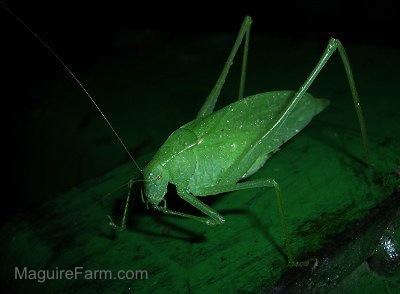 A green Katydid bug on a John Deere Tractor