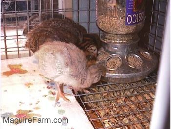 Three keets are eating food from the food dispenser inside of a wire cage