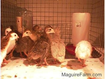 All of the keets are standing on a paper towel in front of the food and water dispencers.