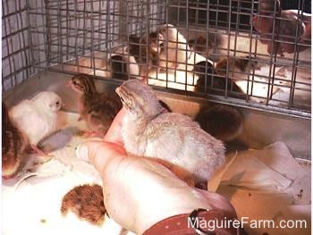A light colored keet is being held in a persons hand above the rest of the keets in the cage
