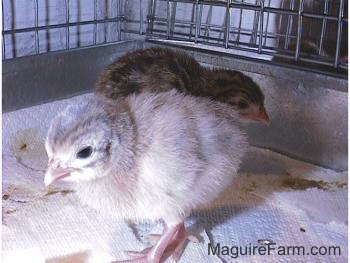 A light blue keet and a brown, black and white keet are standing on a white paper towel in a cage
