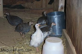 The keets are looking at the wood in the new coop