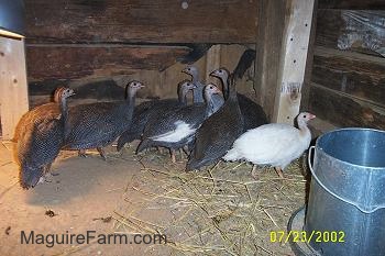 Eight keets are standing in the corner of a coop on hay and next to a silver food dispencer.