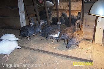 Six Grey keets are standing in front of a mirror looking at themselves. Two White keets are walking away from them