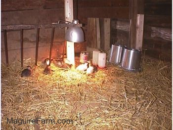 Keets are laying under the heat lamp inside of a hay lined coop.