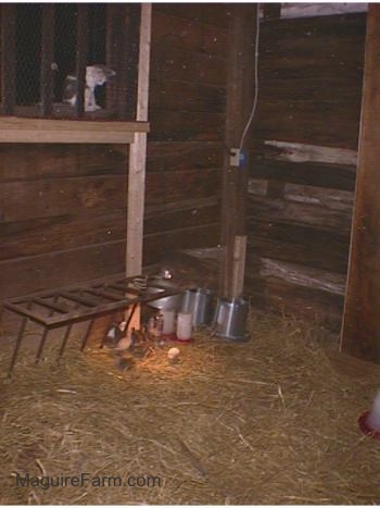 The keets are under a heat lamp inside the hay lined coop. There is a grey and white cat sitting on a window sill above the keets looking down at them.