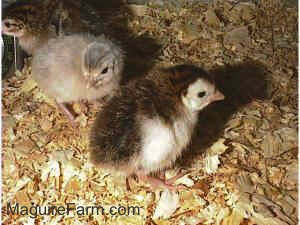 Two black and white and one grey keet are standing on wood chips in a cage