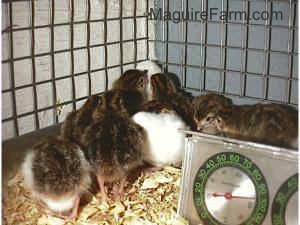 All the keets are standing in the corner of a cage. it looks like they are trying to climb the cage. 