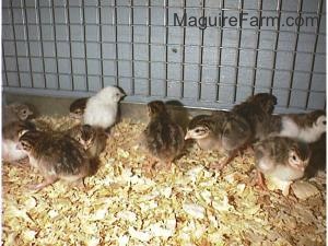 A line of keets are standing on wood chip looking in all directions