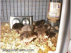 Six fuzzy keets are standing on wood chips. Two are eating out of a feed dispenser and Two are walking towards the feed dispenser