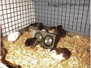 The keets are in the cage of wood chips and one of the baby birds is looking at its reflection in the temperature thermometer.