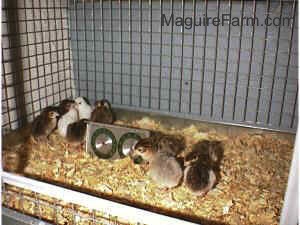 Four Keets are standing in the back most corner of the cage. The other four babies are standing on the opposite side of the cage. There is a temperature thermometer between them.