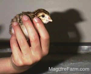 A brown, black and white keet is being held in the hand of a person