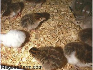 View from the top - Fuzzy keets are moving around the cage on wood chips