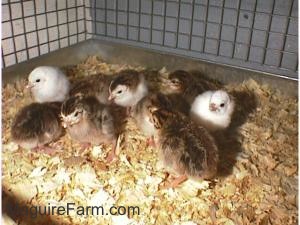 Eight fuzzy keets are standing on wood chips inside of a cage