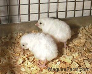 Two white keets are standing on wood chips in a cage