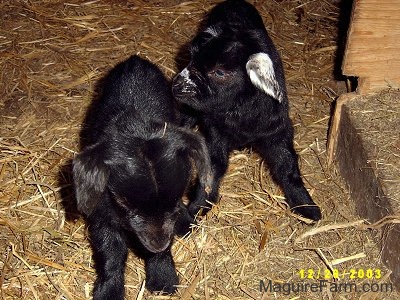 Two kid goats in a barn stall. One is all black and the other is black with white ears.