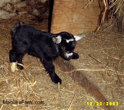 A black baby kid goat with white ears is stepping up on the ledge of a wooden hay holder