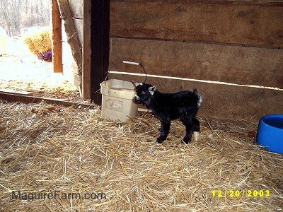 A black with white eared baby kid goat is standing in hay inside next to a tan bucket in front of an open barn stall door. There is a plastic, blue heated bowl inside of the stall. The baby goat has one of its black legs wrapped in a white bandage.