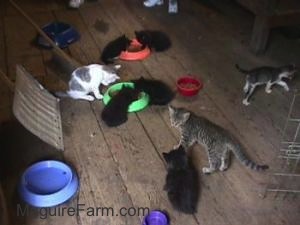 8 kittens on a wooden barn floor eating food from a green dish and a an orange dish with a red dish and an empty purple dish next to them.