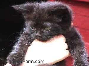 A little black kitten being held in the air by a person's hand with a red barn in the background.
