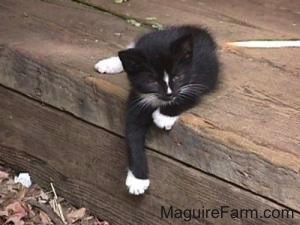 A little black with white kitten sitting on the edge of a step in a barn with one front paw hanging over the side.