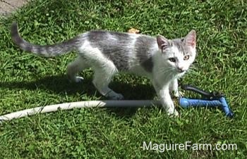 A gray and white kitten standing in the grass on top of a garden hose.