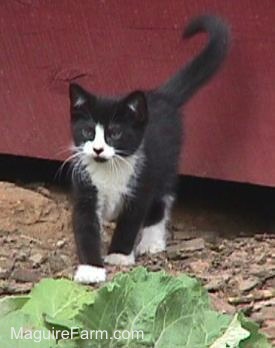 A black and white kitten standing in front of a red barn door