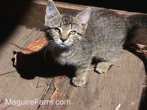 A tiger kitten standing on the wooden floor of a barn with the sun shining on it.