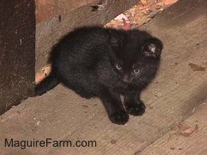 A black kitten standing on a wooden floor inside of a barn.