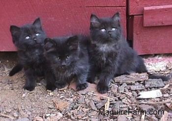 Three little long-haired black kittens sitting in a row in front of a red barn.