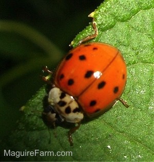 Lady Bug on a green leaf