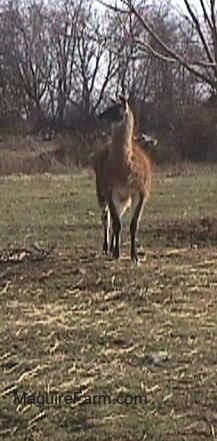 A brown with white llama is trotting through a field