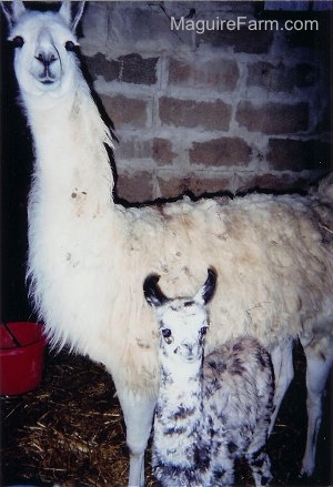 A white llama is standing behind a baby called a cria. The a cria is white with black and brown spots.