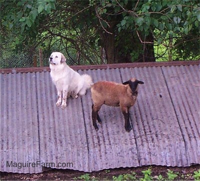 A sheep and a white Great Pyrenees dog are standing on a tin roof of an old spring house