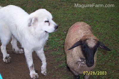 A Great Pyrenees dog is standing next to a sheep in a field
